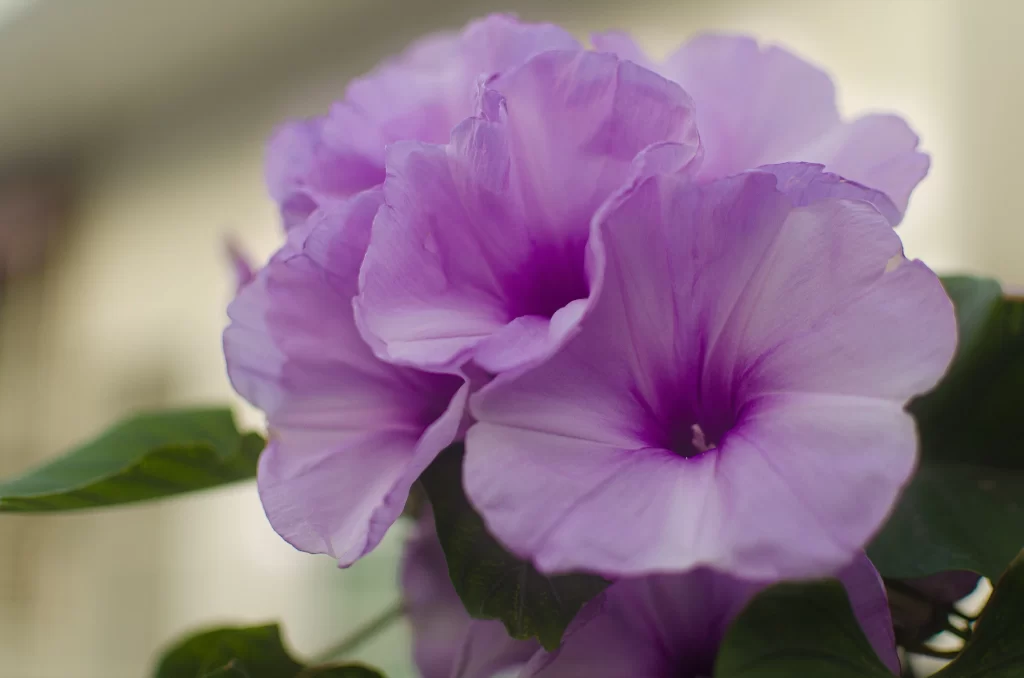 Purple Morning Glory Petals gray Blooming