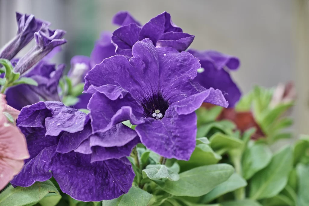 Purple Morning Glory Petals Ruffled Texture Green Leaves