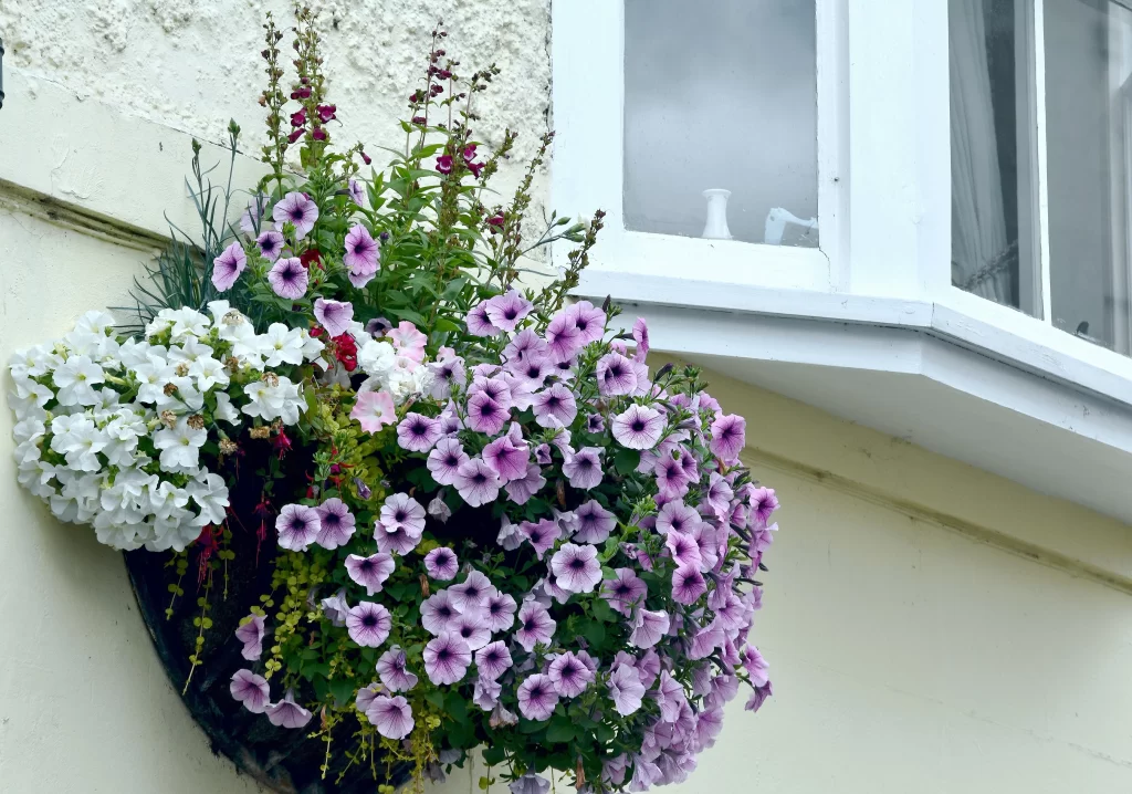 Purple Morning Glory Petals Blooming Basket