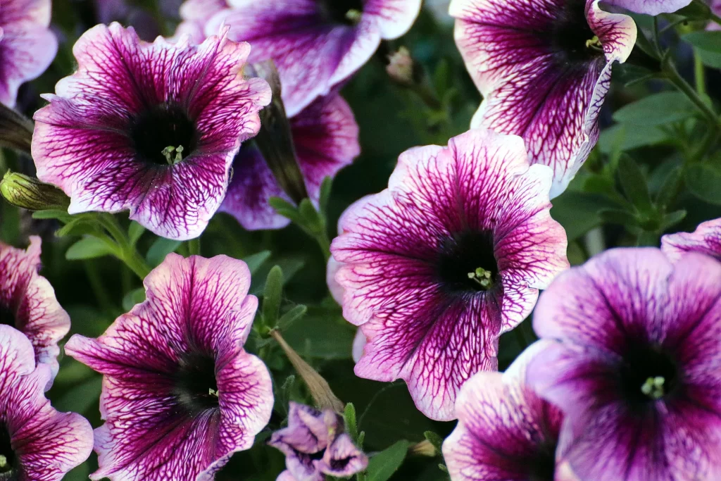 Purple Morning Glory Petals Veins Dark warm Center