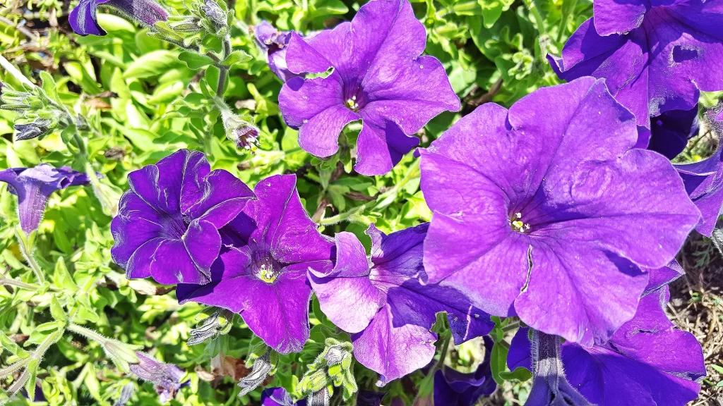 Purple Morning Glory Petals Bright Green cool Leaves
