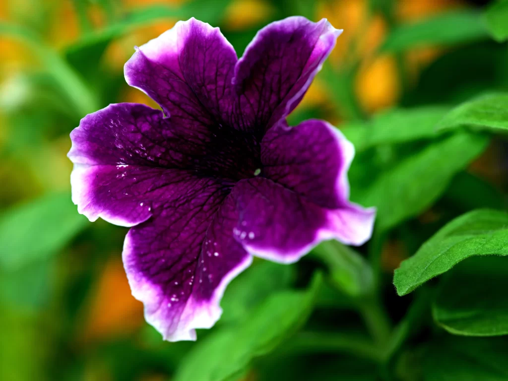 Purple Morning Glory Petals Veins warm Dewdrops