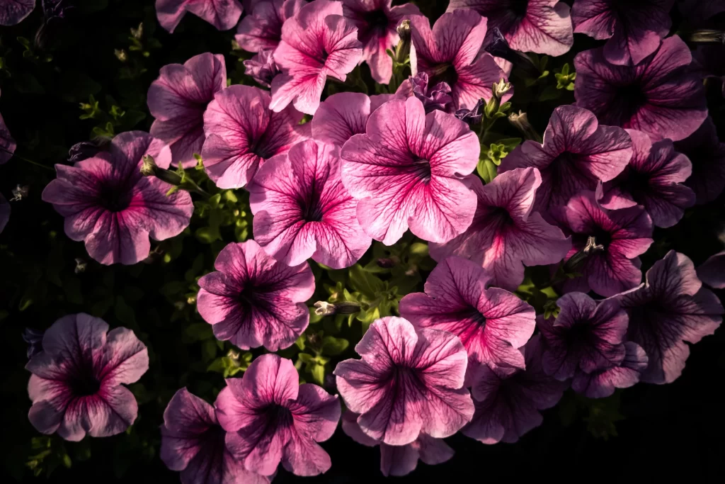 Purple Morning Glory Petals Dark warm Background