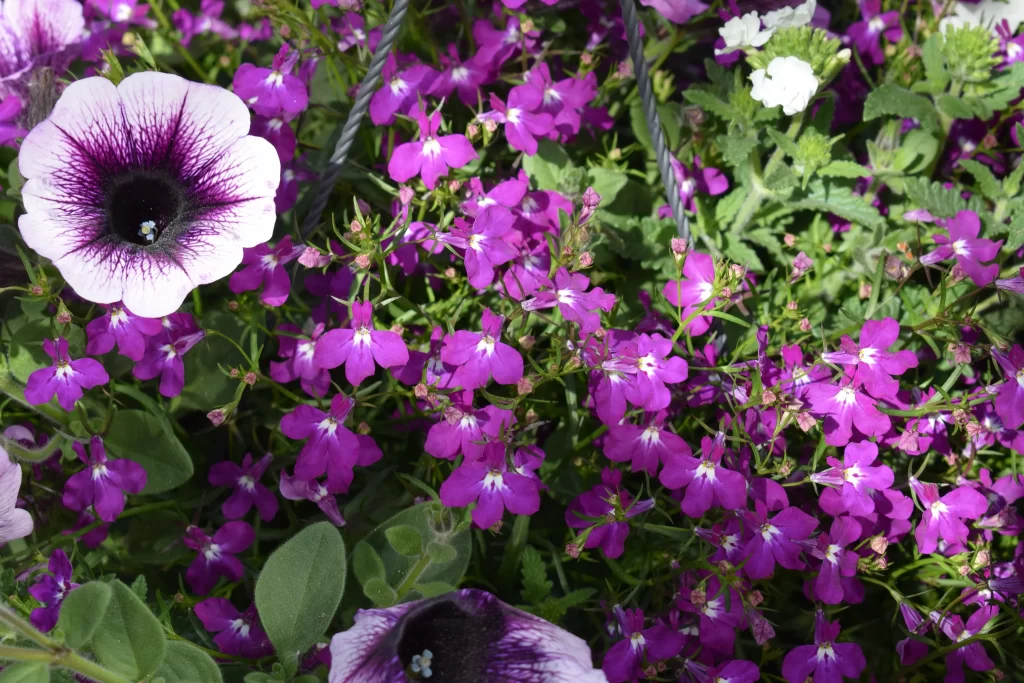 Purple Morning Glory Petals Dense Blooms