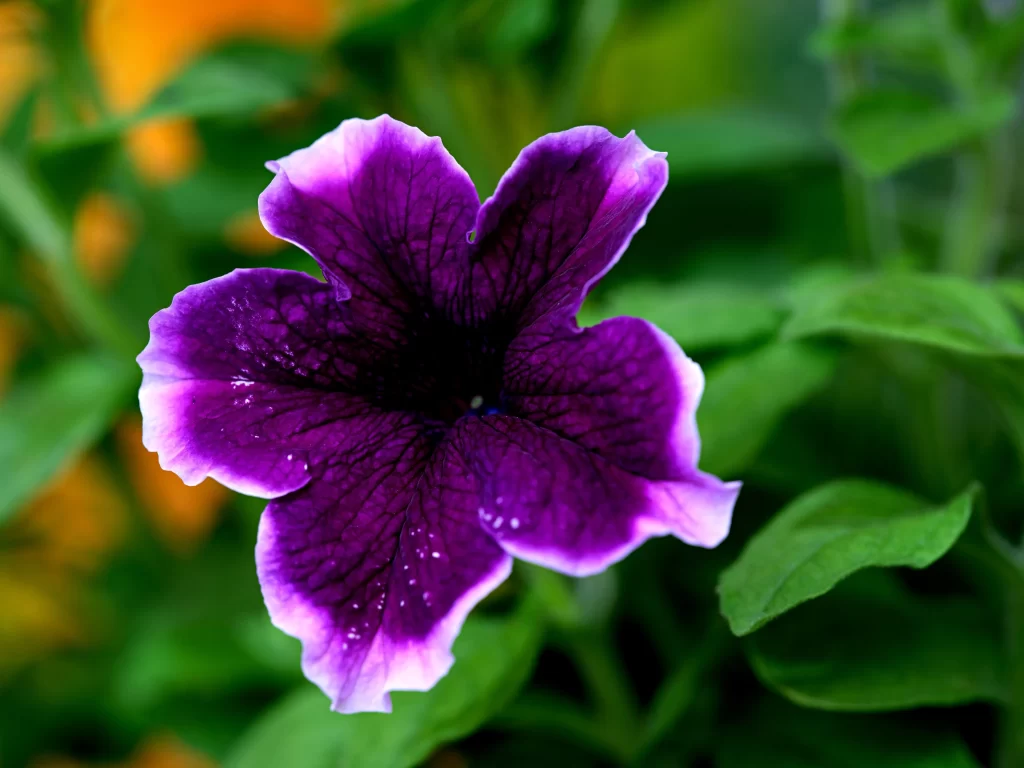 Purple Morning Glory Petals Veins gray Dewdrops