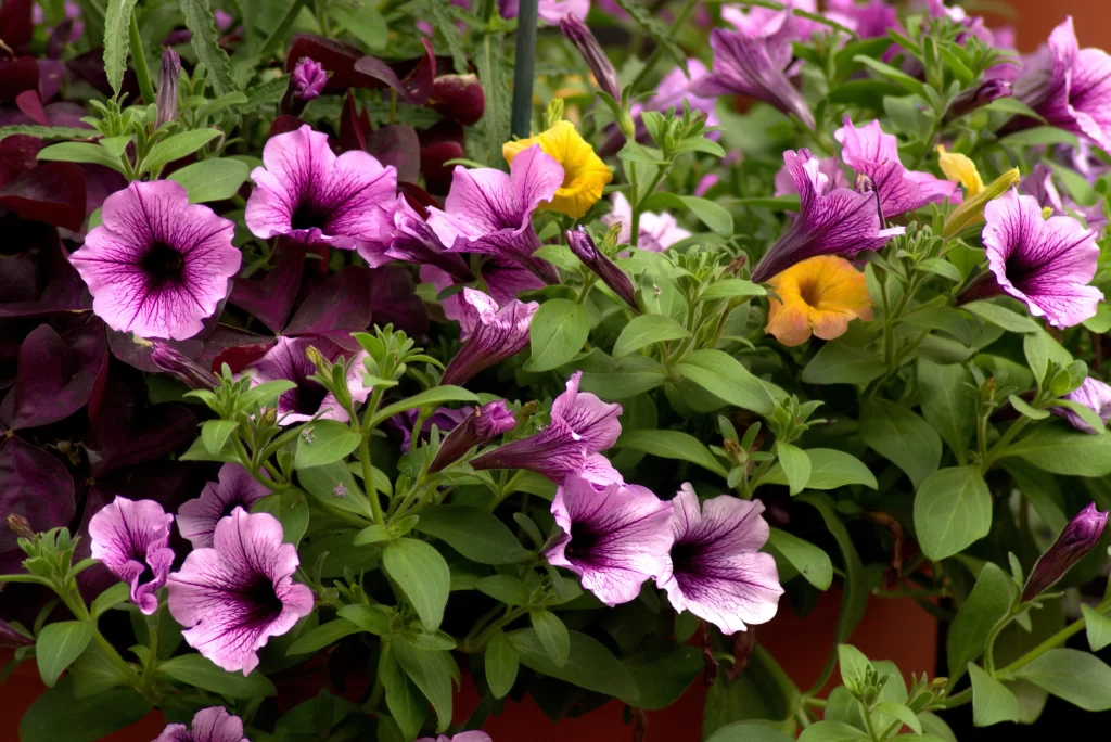 Purple Morning Glory Petals Leaves Yellow