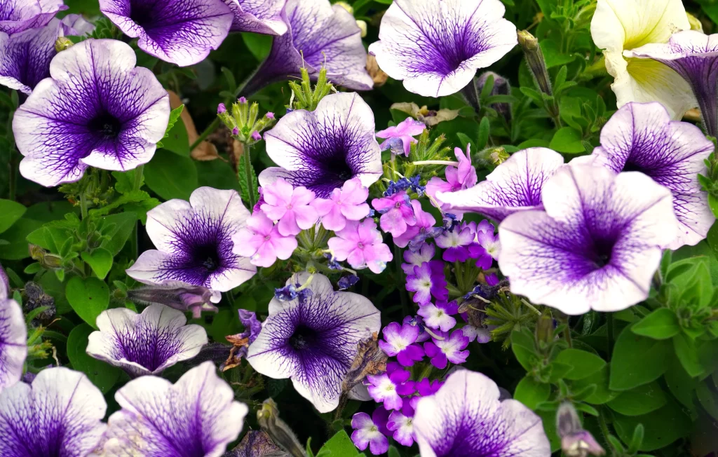 Purple Morning Glory Petals Blooming Garden