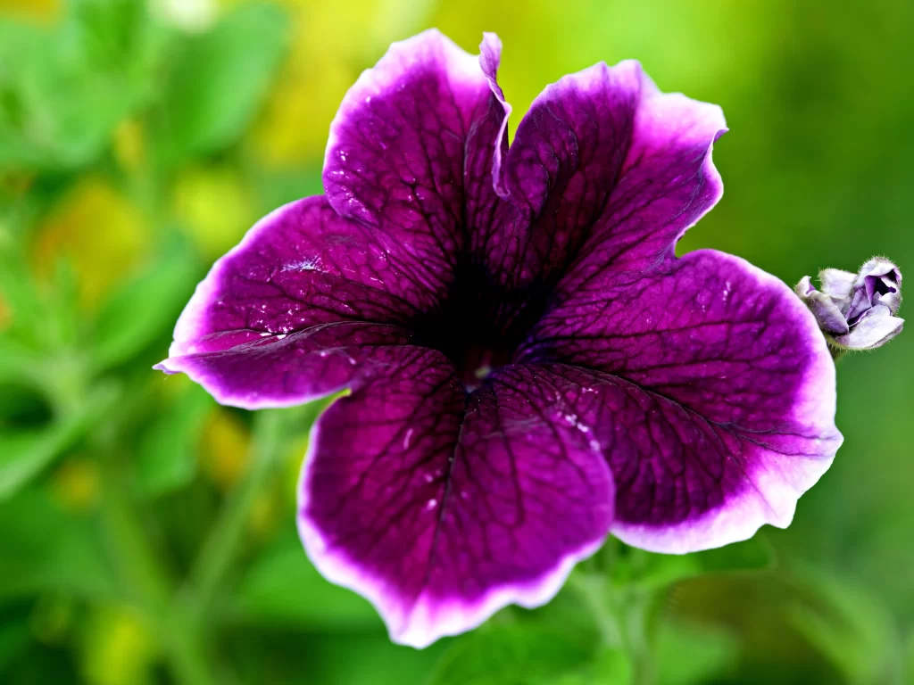 Purple Morning Glory Petals Veins warm Dewdrops