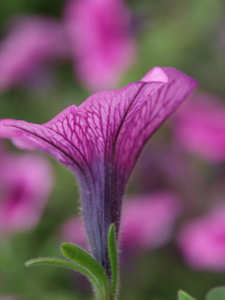 Purple Morning Glory Petals Veins Green