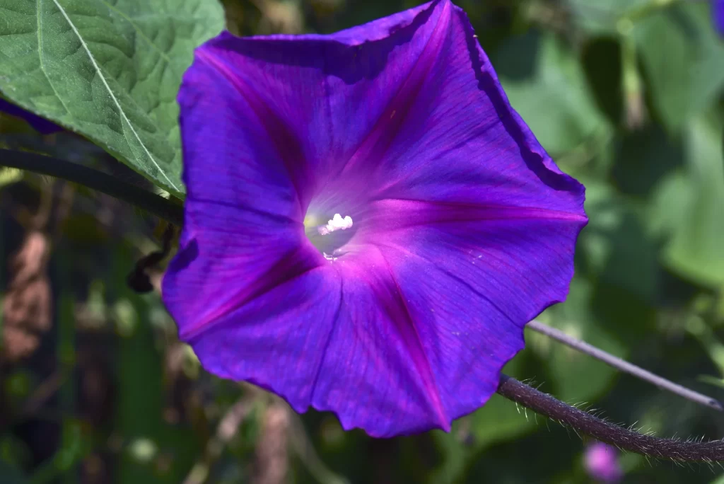 Purple Morning Glory Petals Radiant cool Center