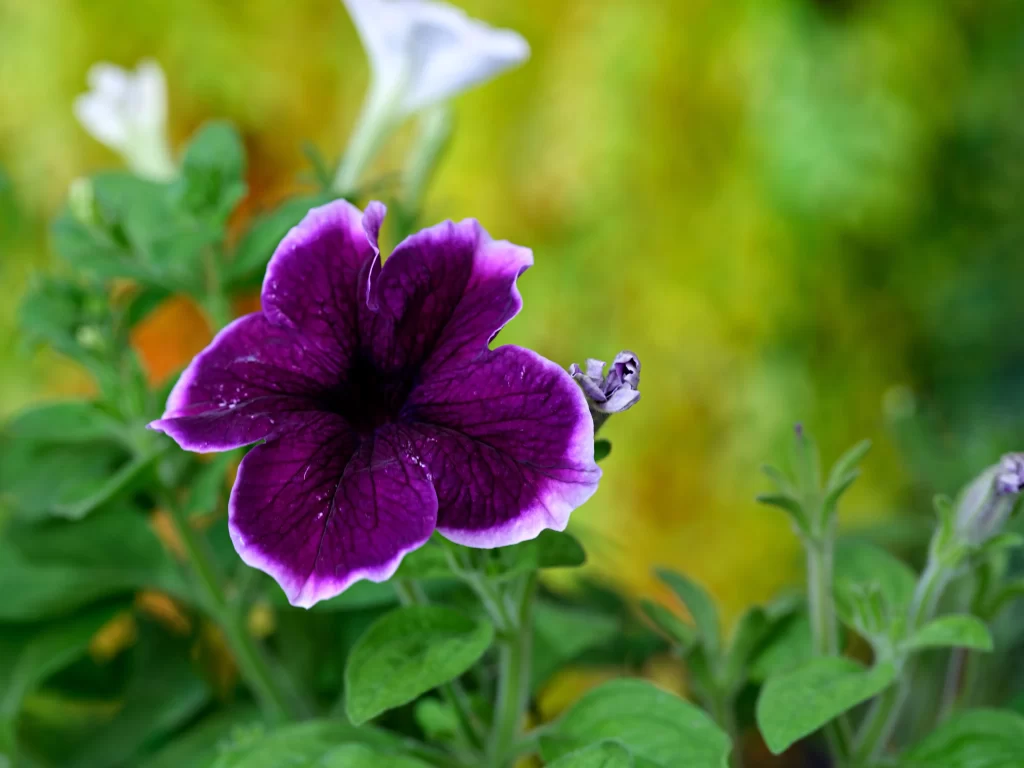 Purple Morning Glory Petals Veins Green warm Leaves