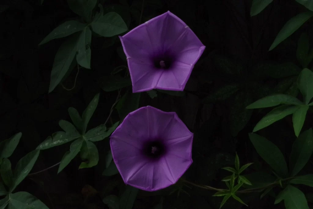 Purple Morning Glory Petals Dark Background