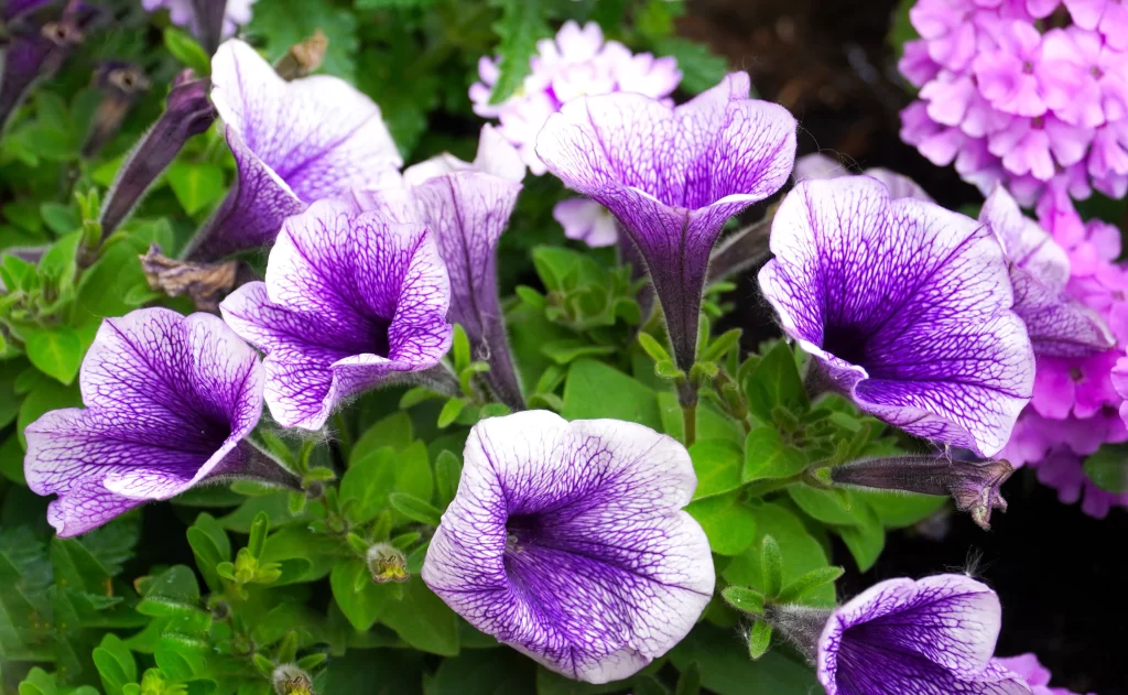 Purple Morning Glory Petals Veins Trumpet-shaped Blooming
