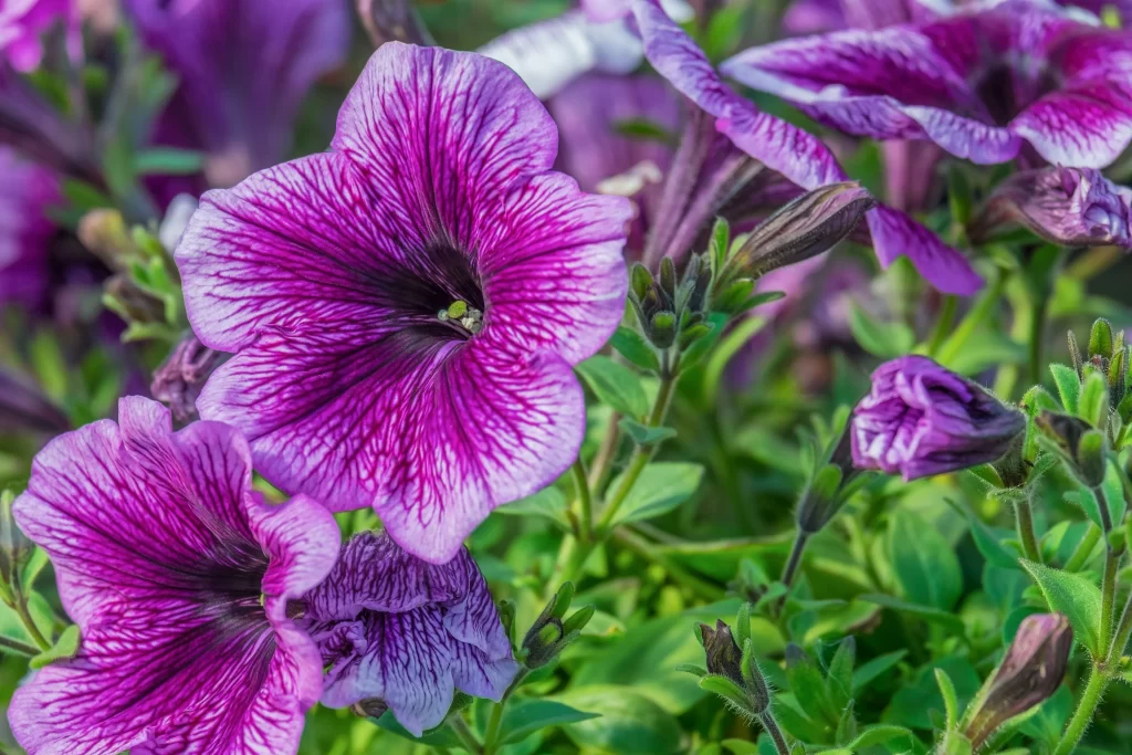 Purple Morning Glory Petals Veins Green gray Leaves