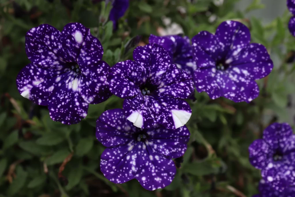 Purple Morning Glory Speckled Petals