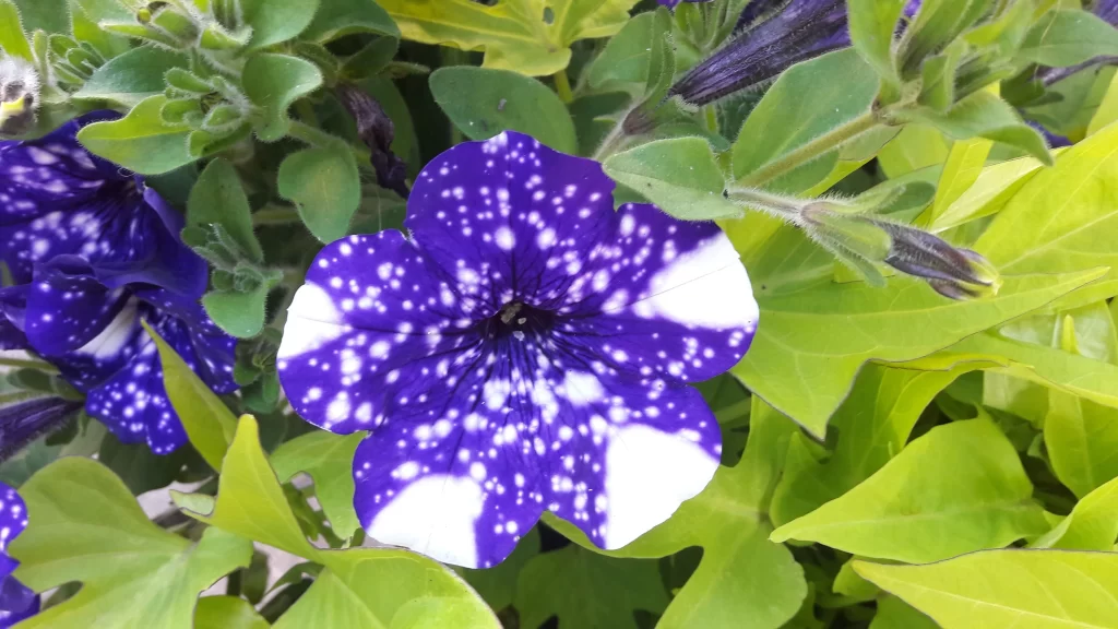 Purple Morning Glory Speckled Petals Green warm Leaves