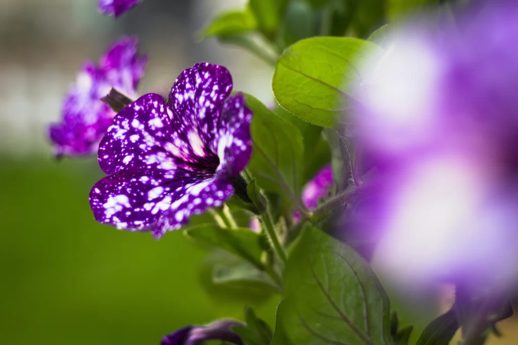 Purple Morning Glory Speckled Petals Green gray Leaves
