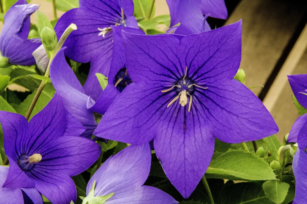 Purple Morning Glory Star-shaped Petals Veins