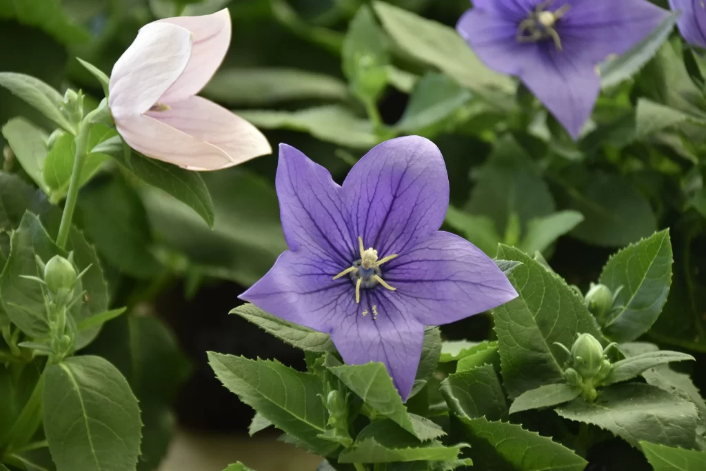 Purple Morning Glory Star-shaped Petals Green Leaves