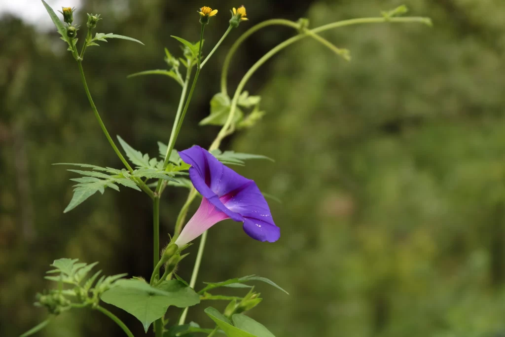 Purple Morning Glory Trumpet Petals Green warm Leaves