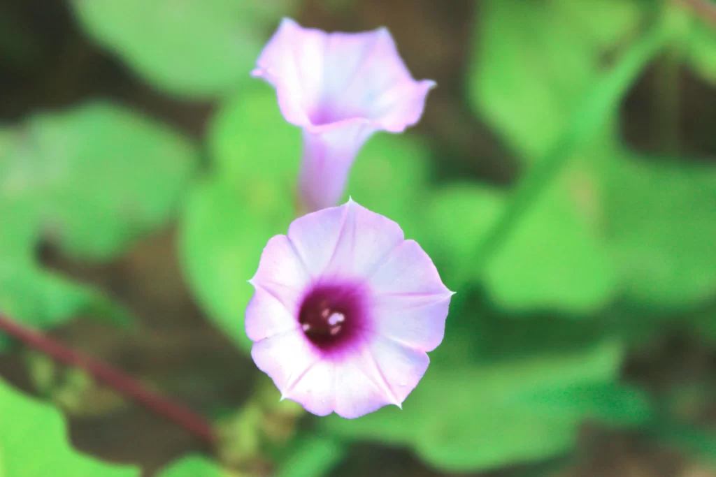 Purple Morning Glory Trumpet Petals Green warm Leaves