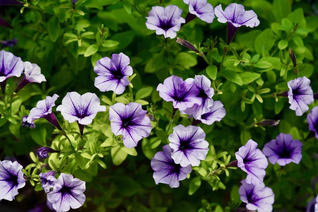 Purple Morning Glory Trumpet Petals Green warm Leaves