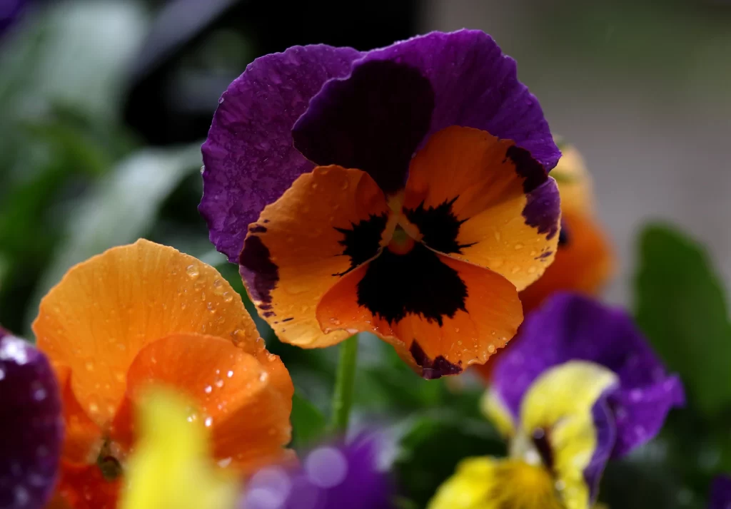 Purple Orange Black Pansy Petals Dewdrops
