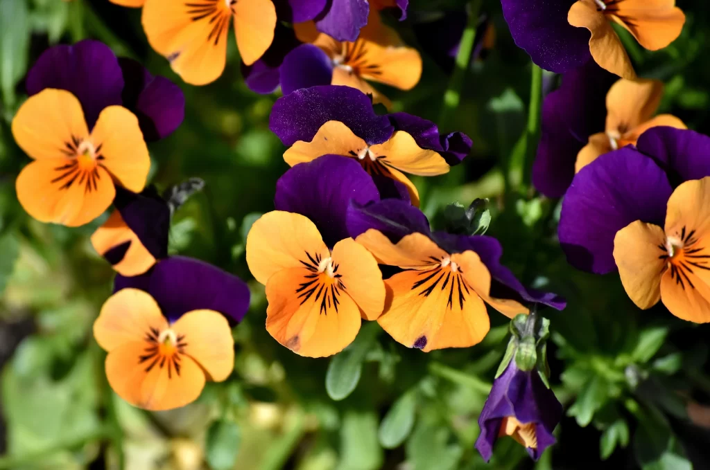 Purple Orange Pansy Petals Bright Colorful