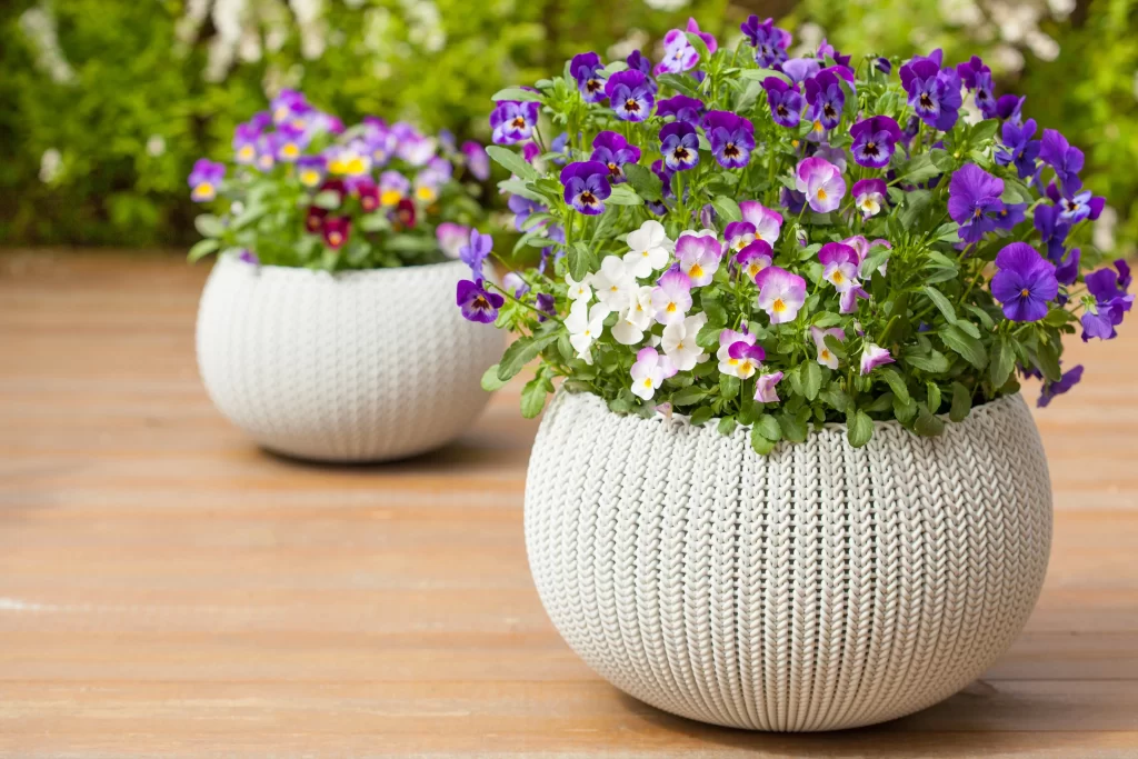 Purple Pansy Blooms Petals Green Leaves White Pot