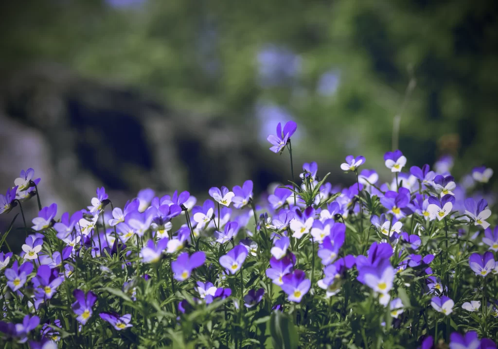 Purple Pansy Blooms Petals Greenery