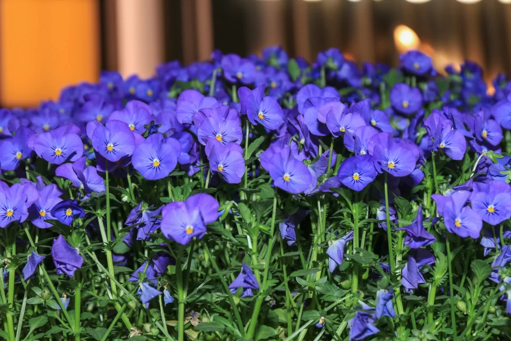 Purple Pansy Blooms Petals Green Leaves