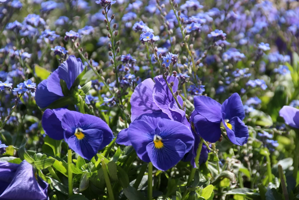 Purple Pansy Bright Yellow Center Petals Green Leaves