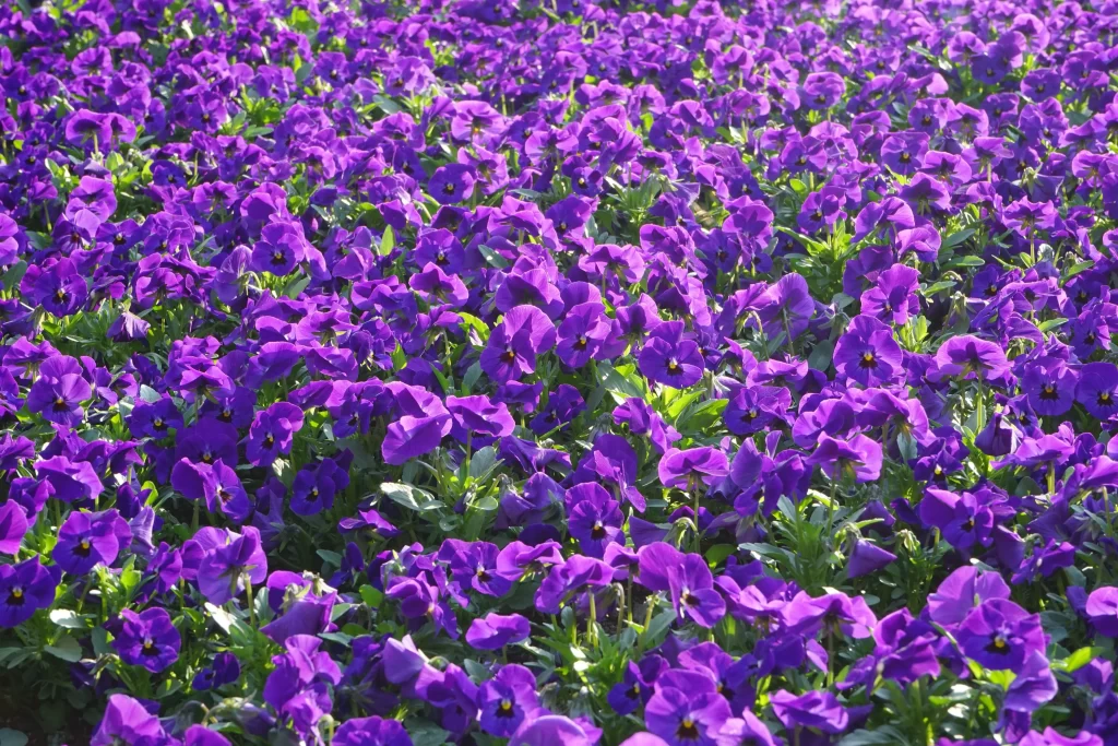 Purple Pansy Dense Petals Bright Green Leaves