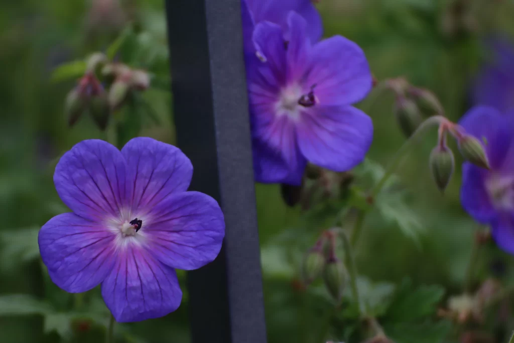 Purple Pansy Petals Blooming Garden