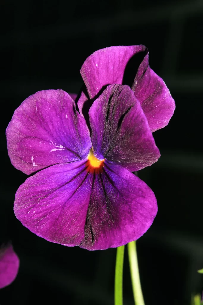 Purple Pansy Petals Bright Yellow Center