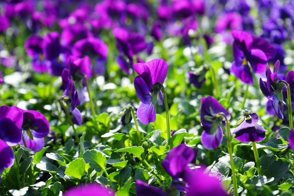 Purple Pansy Petals Bright Green Leaves