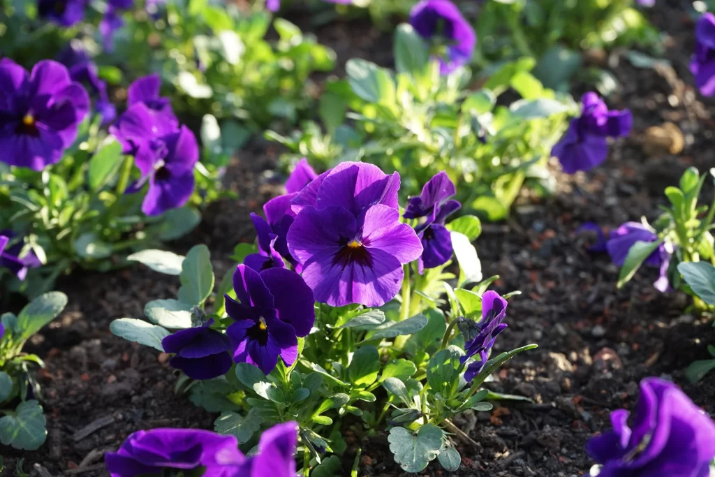 Purple Pansy Petals Bright Yellow Center Green Leaves
