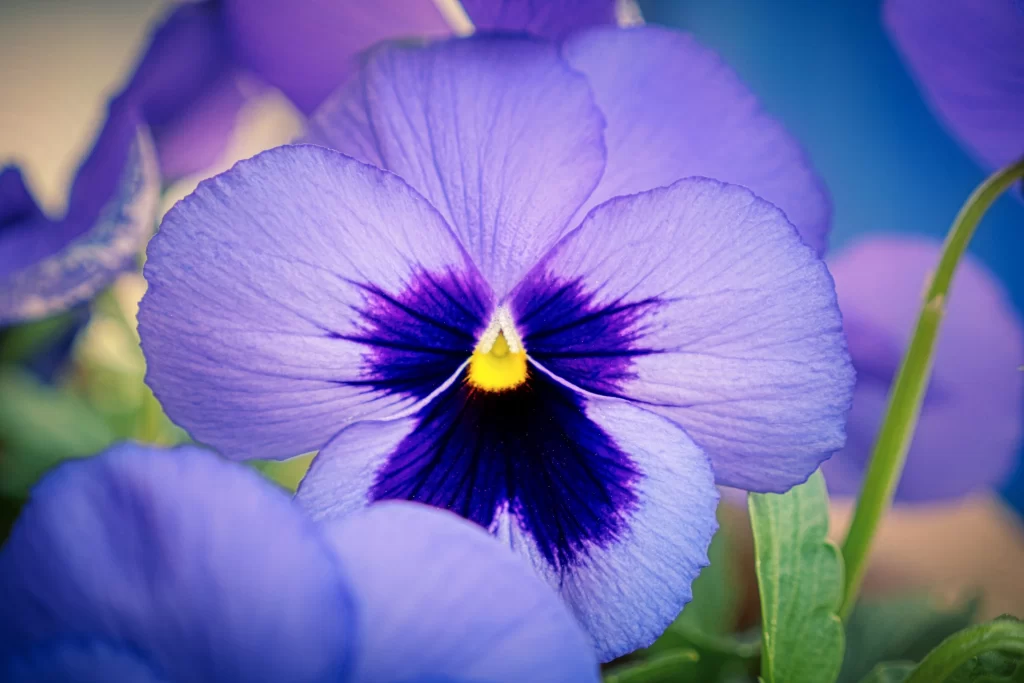 Purple Pansy Petals Deep Violet Center Yellow