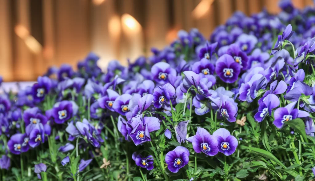 Purple Pansy Petals Dense Green gray Leaves