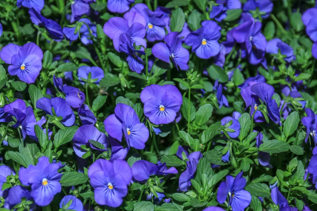 Purple Pansy Petals Dense Green gray Leaves