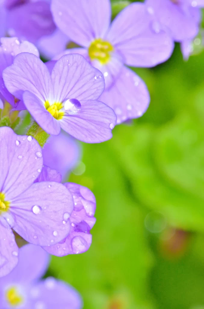 Purple Pansy Petals Dewdrops Bright Green