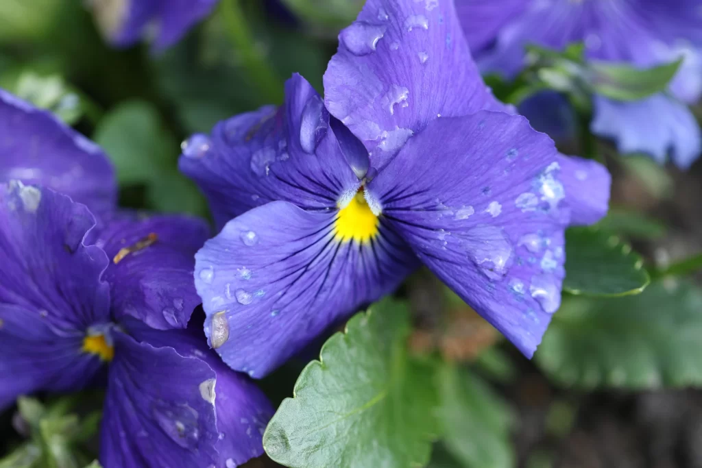 Purple Pansy Petals Dewdrops Yellow cool Center