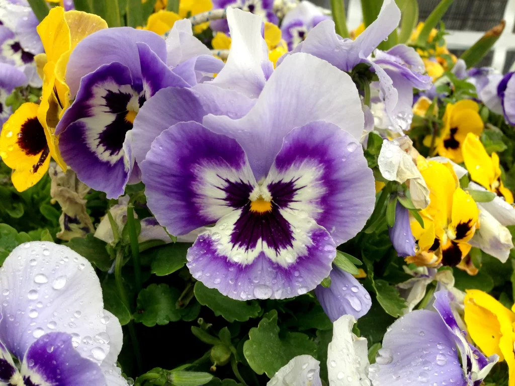 Purple Pansy Petals Dewdrops Yellow Green