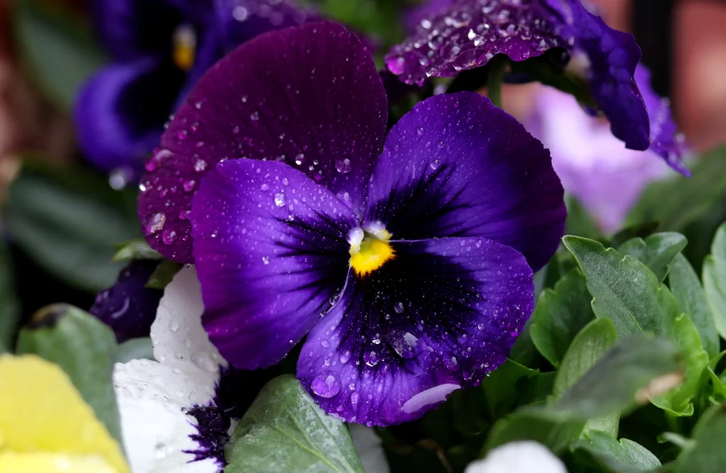 Purple Pansy Petals Dewdrops Yellow gray Center