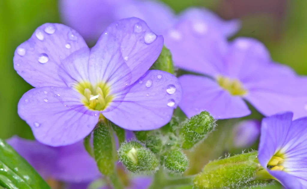 Purple Pansy Petals Dewdrops Yellow gray Center