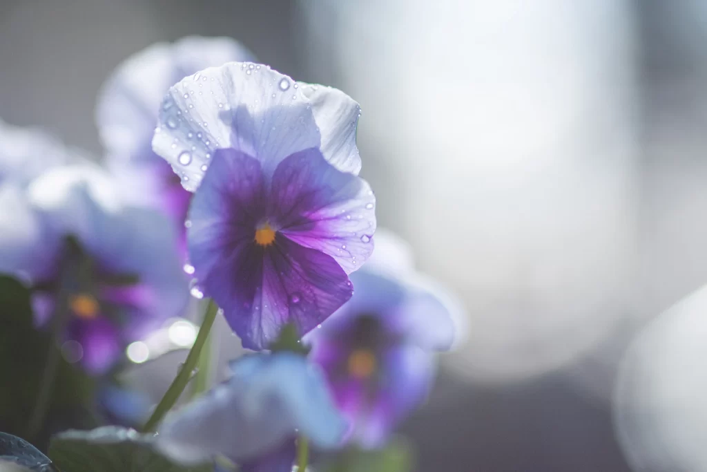 Purple Pansy Petals Dewdrops Soft Focus