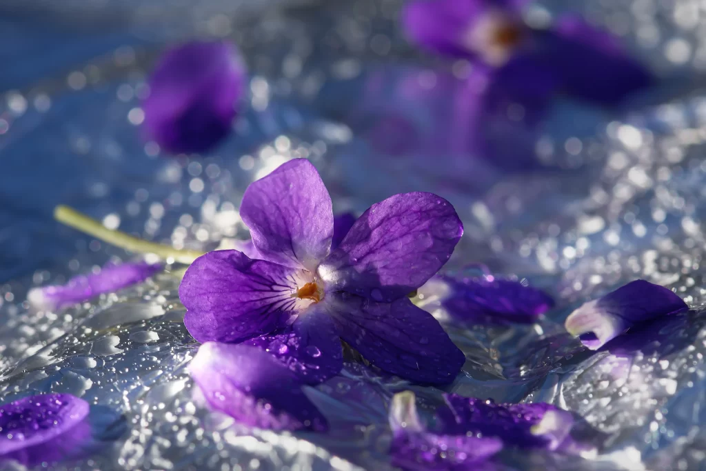 Purple Pansy Petals Dewdrops Shiny Surface