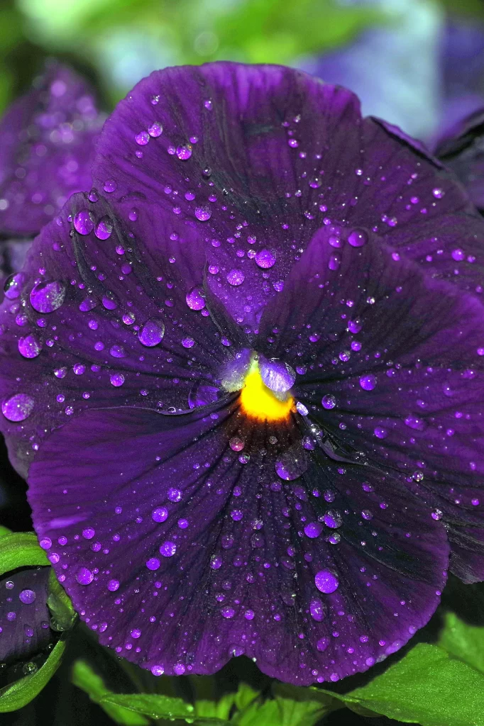 Purple Pansy Petals Dewdrops Bright Yellow Center