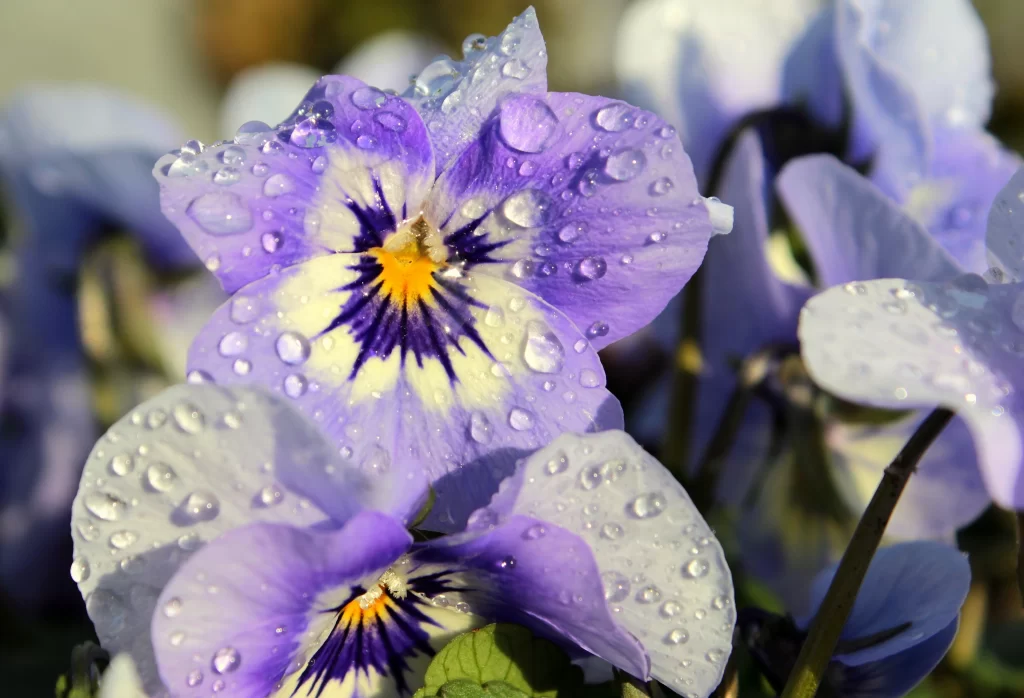 Purple Pansy Petals Dewdrops Yellow gray Center