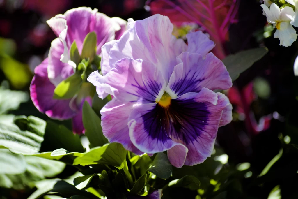 Purple Pansy Petals Ruffled Center Yellow